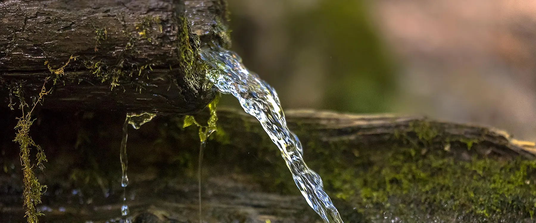 Quellwasser läuft aus einem Holzrohr über bemooste Steine