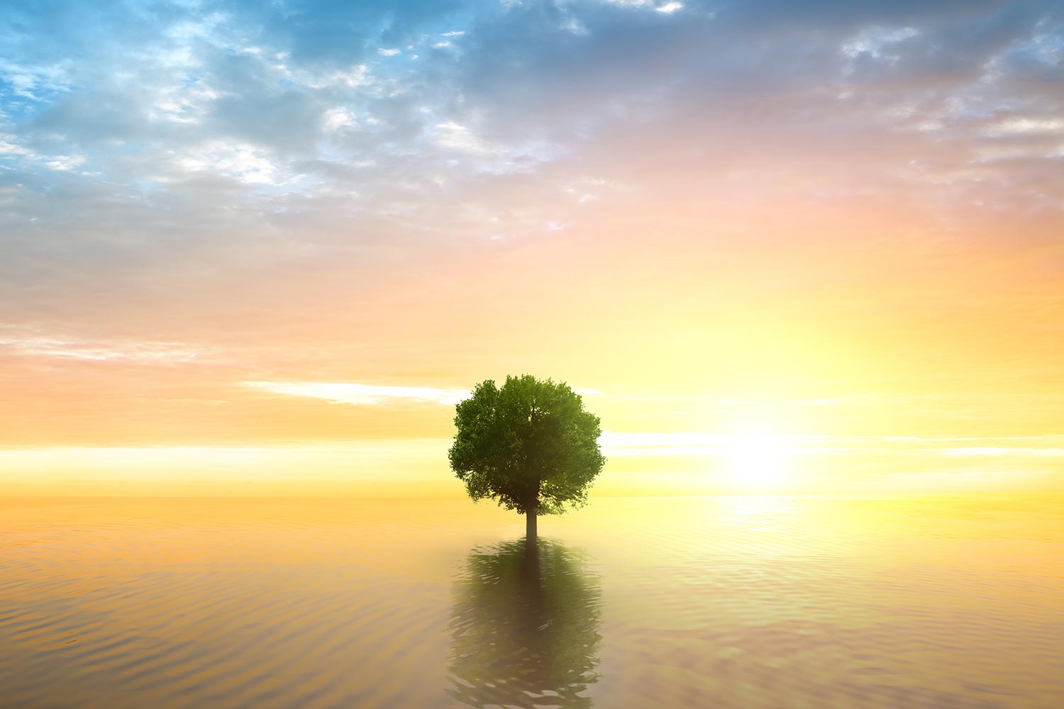 Baum im See bei Sonnenuntergang